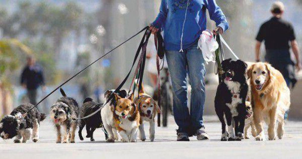 Un peligro para la salud: la Ciudad recibe 70 mil kilos diarios de caca de perro
