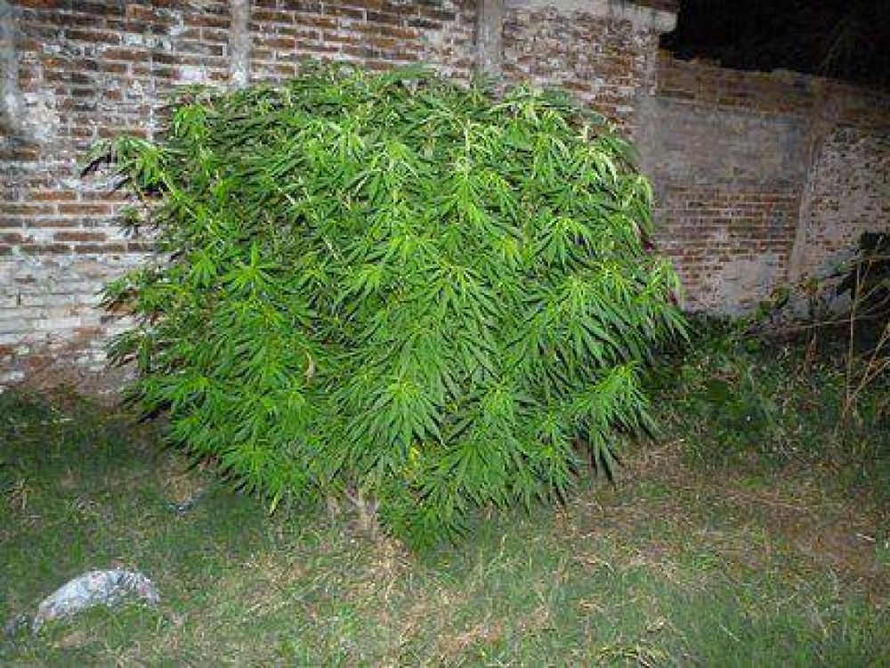 Hallaron en un bald�o dos plantas de marihuana de grandes dimensiones