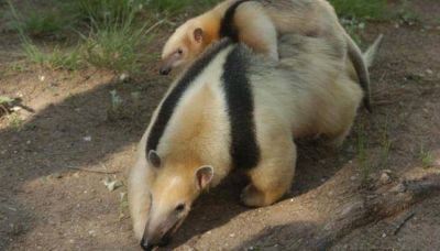 Buscan salvar al oso melero en C�rdoba