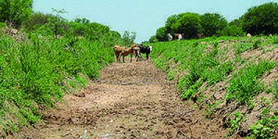 Homologan emergencia agropecuaria para algod�n, banana, sand�a y sector ganadero