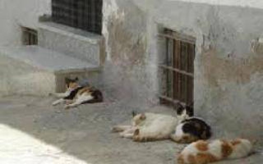 Bah�a Blanca: Denuncian matanza masiva de gatos