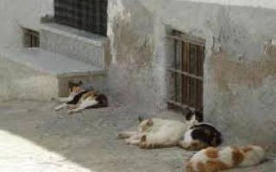 Bah�a Blanca: Denuncian matanza masiva de gatos