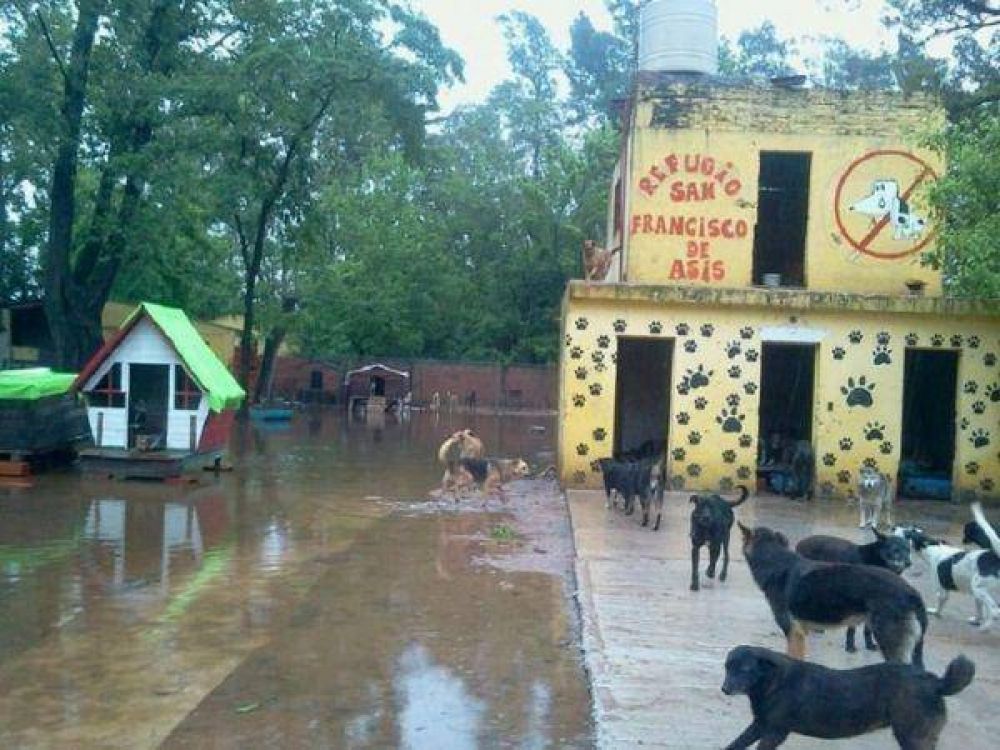 Un refugio de animales qued� bajo el agua y hay 300 perros en peligro