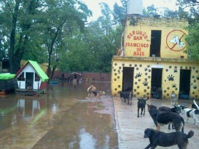 Un refugio de animales qued� bajo el agua y hay 300 perros en peligro