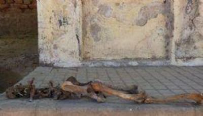 Andalgal�: denunci� haber encontrado el esqueleto de un ni�o, pero era un perro
