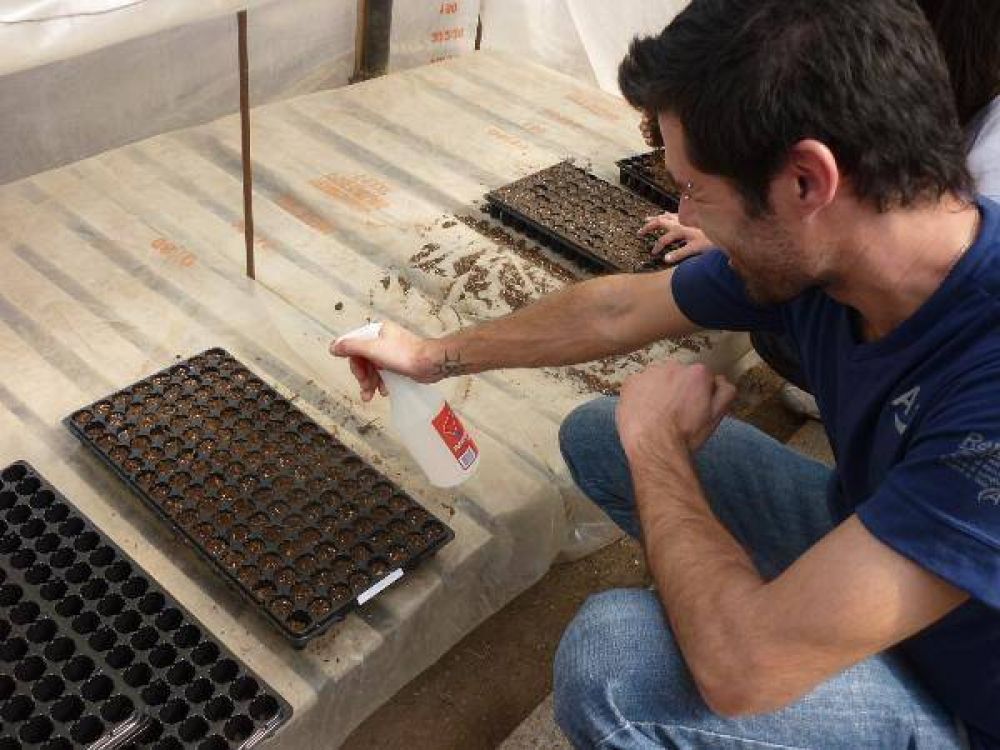 LA MUNICIPALIDAD DE CLORINDA EN CONJUNTO CON EL INTA TRABAJAN SOBRE EL CULTIVO EXPERIMENTAL EN BANDEJA