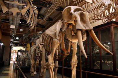 Vuelve La Noche de los Museos a La Plata