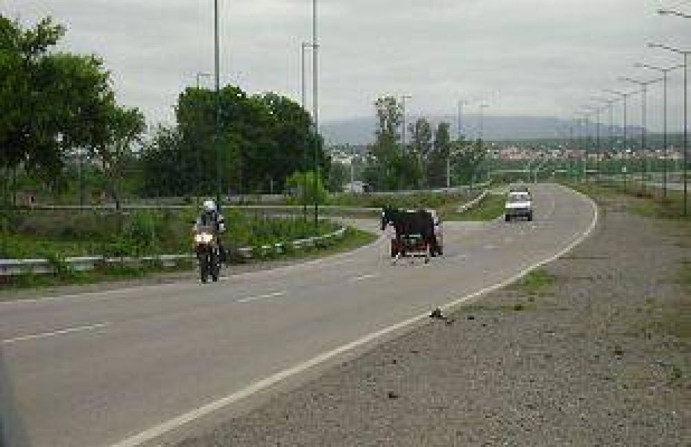 Caballos sueltos provocaron dos accidentes en rutas salte�as, uno de ellos con v�ctima fatal