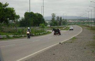 Caballos sueltos provocaron dos accidentes en rutas salte�as, uno de ellos con v�ctima fatal