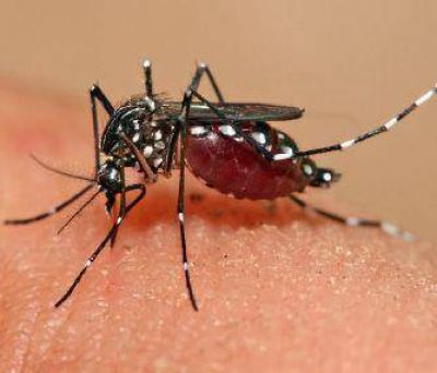 Prevenci�ndel dengue