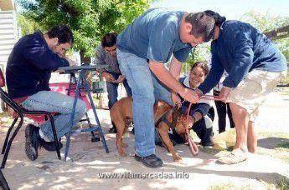 Vacunacin gratuita de mascotas en el B Plan Lote Eva Pern II