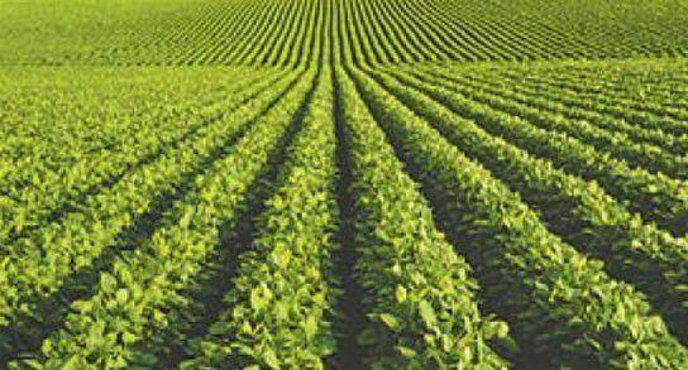 No al proyecto de Ley de envasado en origen de la yerba mate
