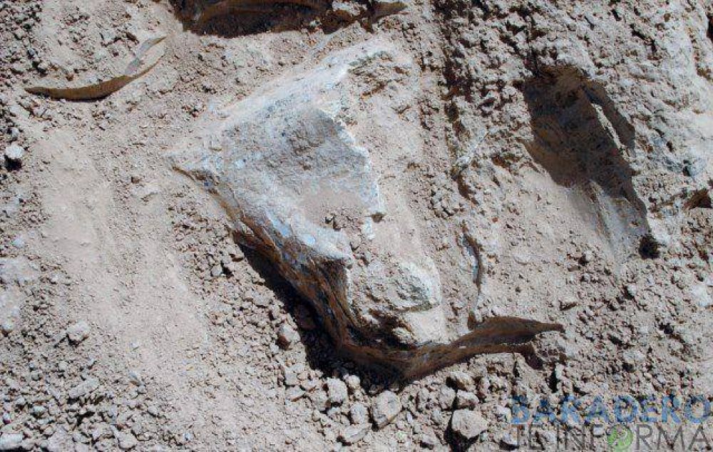 Hallan restos f�siles en la barranca
