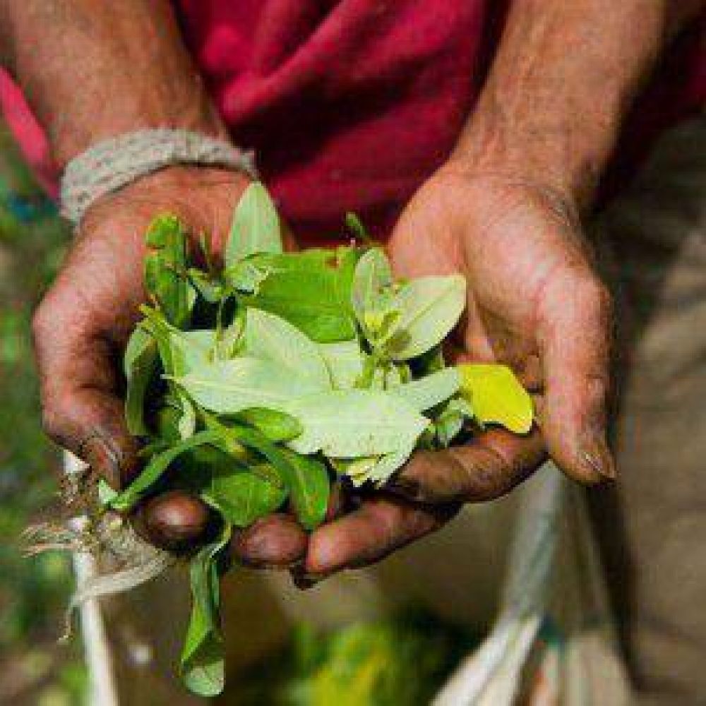El uso de la hoja de coca, una tradici�n milenaria que mueve millones de pesos