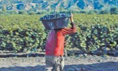 Se espera la llegada de 5 mil golondrinas para la cosecha 2015