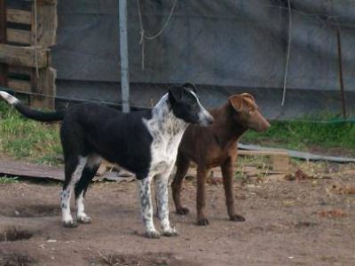 MAS DE CINCUENTA PERROS FUERON DESALOJADOS DE UN REFUGIO EN SALADILLO