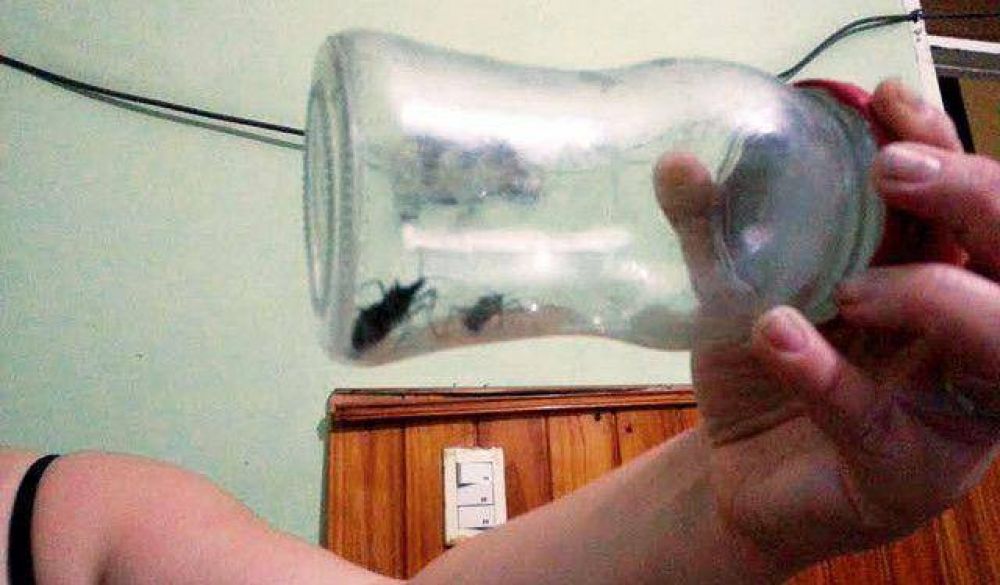 Una invasi�n de vinchucas atemoriza a los vecinos de la Villa Obrera
