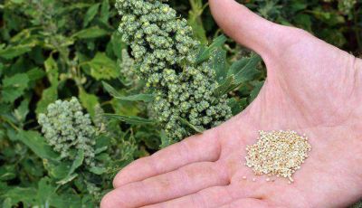 Catamarca incentiva la producci�n de quinoa