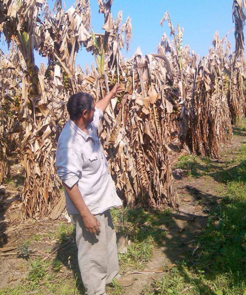 Bananeros acusan al Gobierno de 