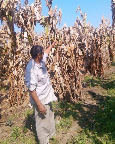 Bananeros acusan al Gobierno de 