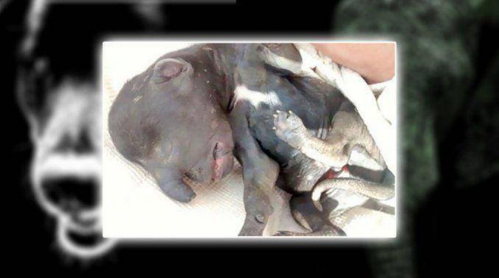 El caso del perro elefante conmocion� a una localidad de Santiago del Estero