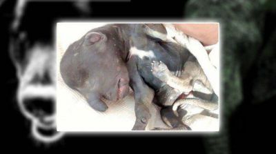 El caso del perro elefante conmocion� a una localidad de Santiago del Estero