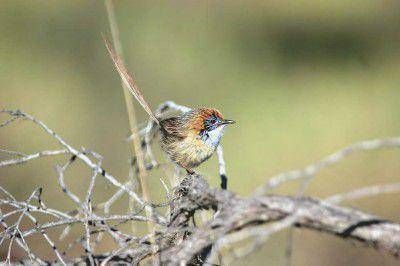  Baradero es uno de los 230 sitios importantes para la conservaci�n de las aves en Argentina