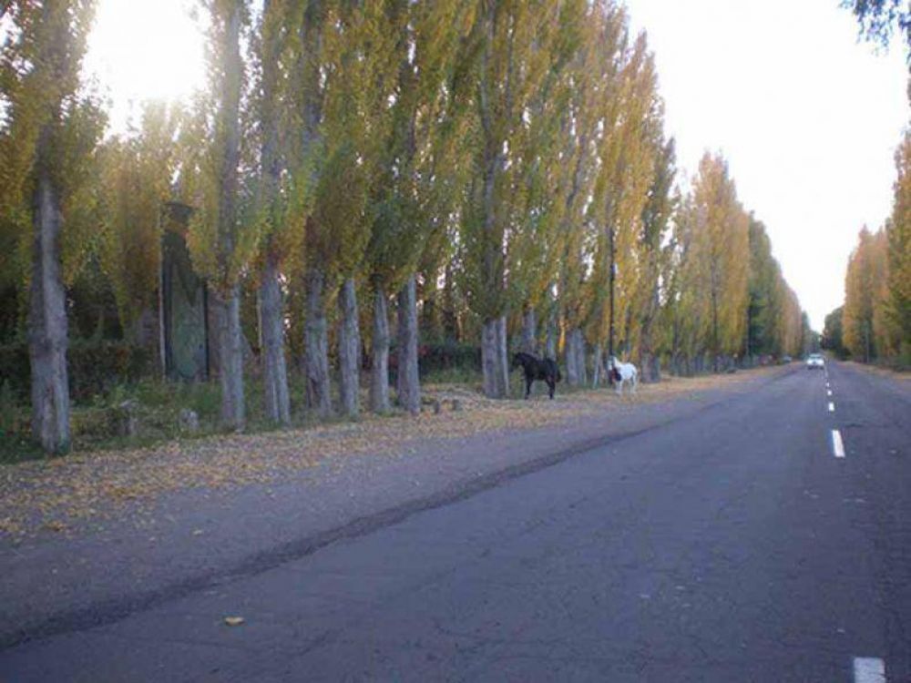 La Suprema Corte habilit� impedir el acceso a la Ruta 40