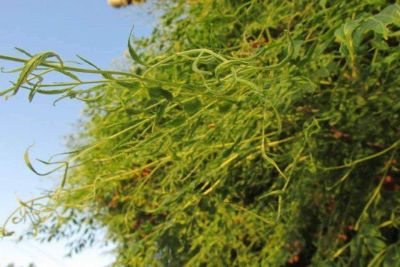 Agroqu�micos: preocupan anomal�as en �rboles