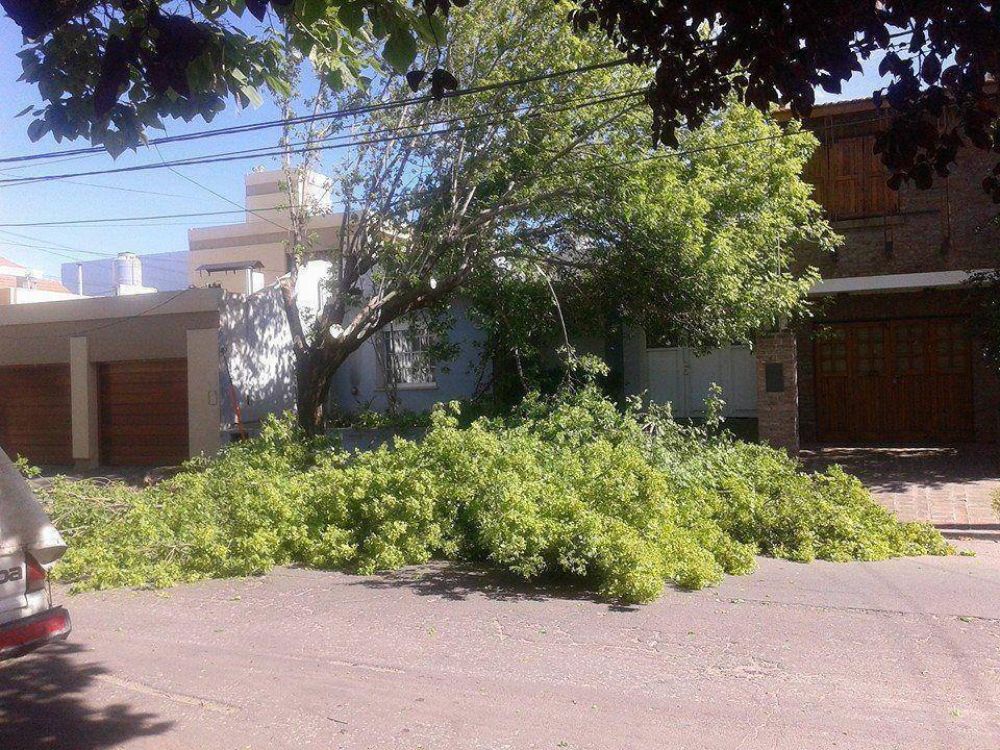 Talan dos �rboles para hacer un cord�n cuneta