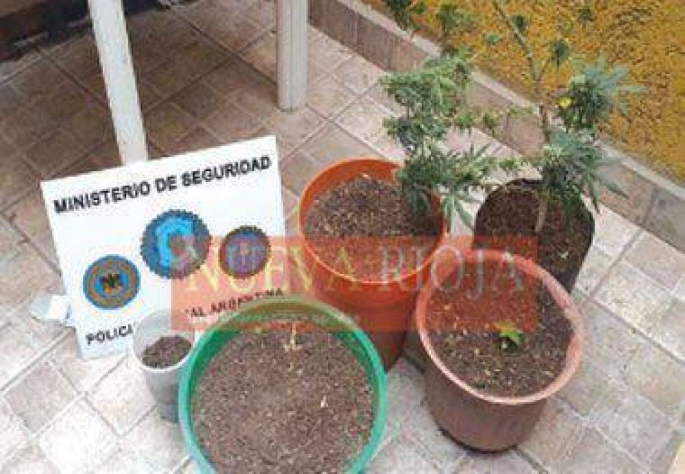 Detienen a dos sujetos con plantas de marihuana en allanamiento a un departamento