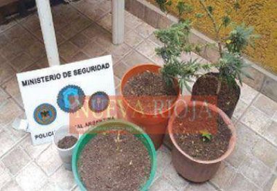 Detienen a dos sujetos con plantas de marihuana en allanamiento a un departamento
