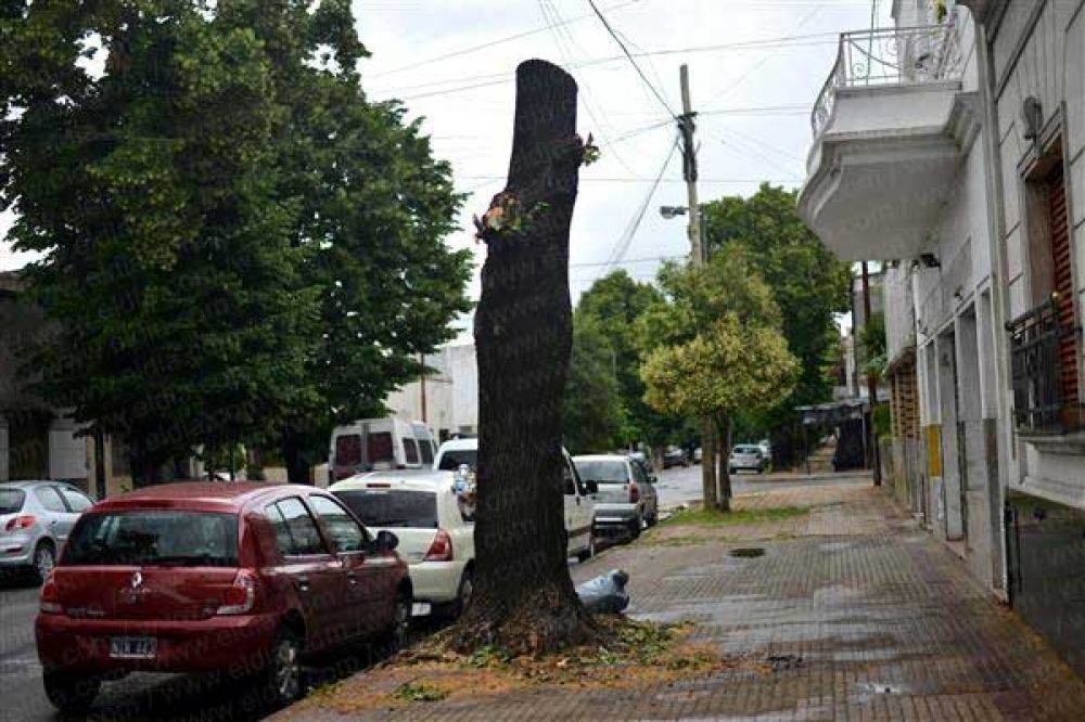 Pol�mica vecinal por la tala de un a�oso tilo en 70, 2 y 3     