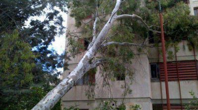 Temporal de viento caus� ca�da de �rboles sobre l�neas afectando al 15% de Trelew
