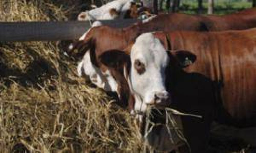 Gestaci�n: Neosporosis Bovina