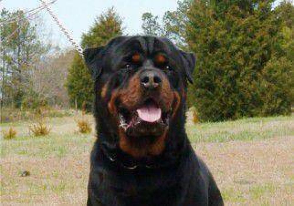 Un rottweiler atac� a su due�o y le tritur� un brazo 