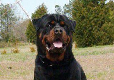 Un rottweiler atac� a su due�o y le tritur� un brazo 