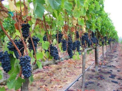Empez� a funcionar el Observatorio de Vitivinicultura
