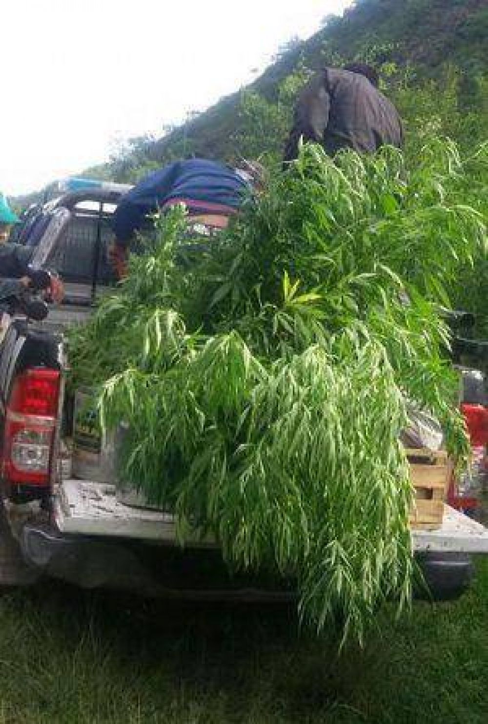 Secuestran 68 plantas de marihuana