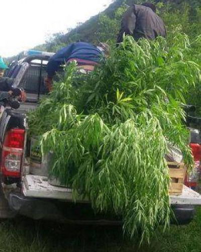 Secuestran 68 plantas de marihuana