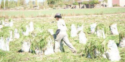 Allanaron una quinta: rescataron a 92 personas