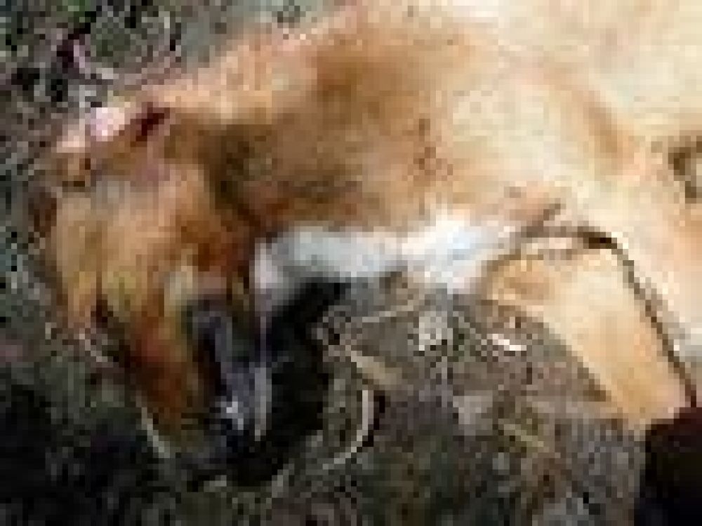Preocupacin vecinal por la matanza de perros en Barrio San Luis