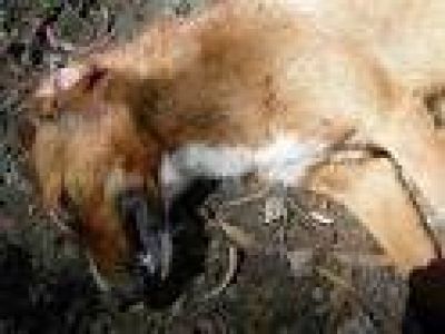 Preocupaci�n vecinal por la matanza de perros en Barrio San Luis