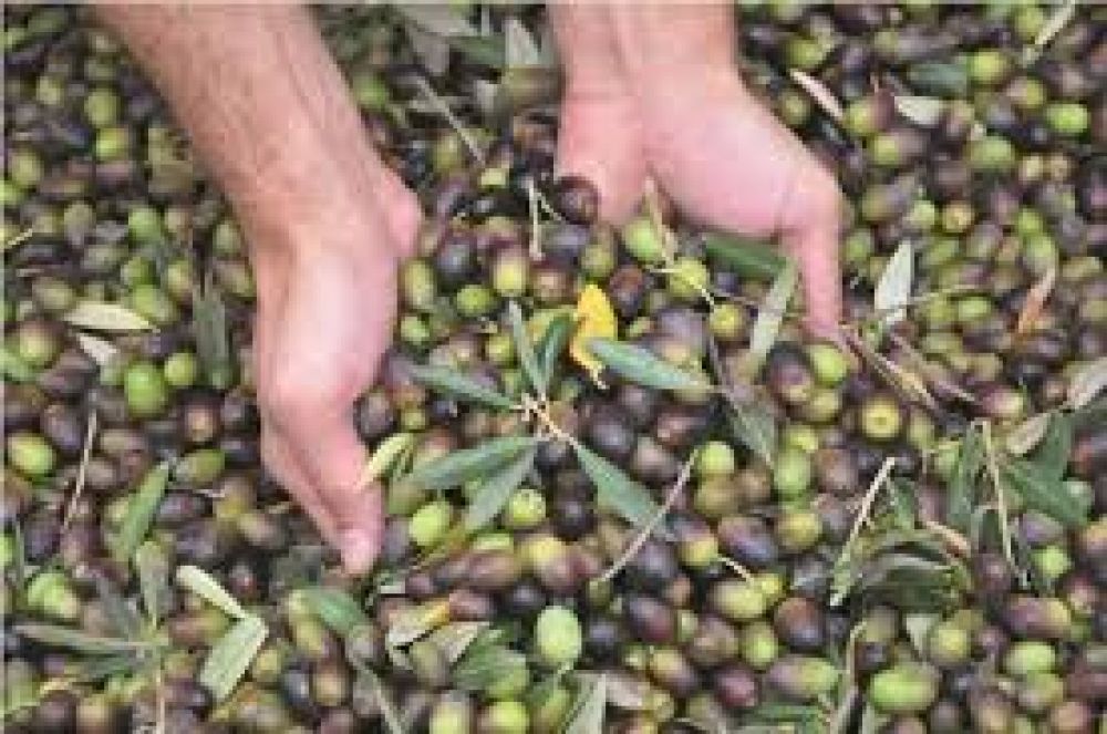 Cierre de un proyecto sobre olivicultura