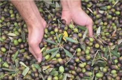 Cierre de un proyecto sobre olivicultura