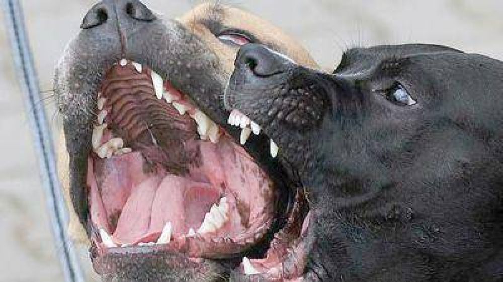 El Concejo aprob� la ordenanza de tenencia responsable de mascotas