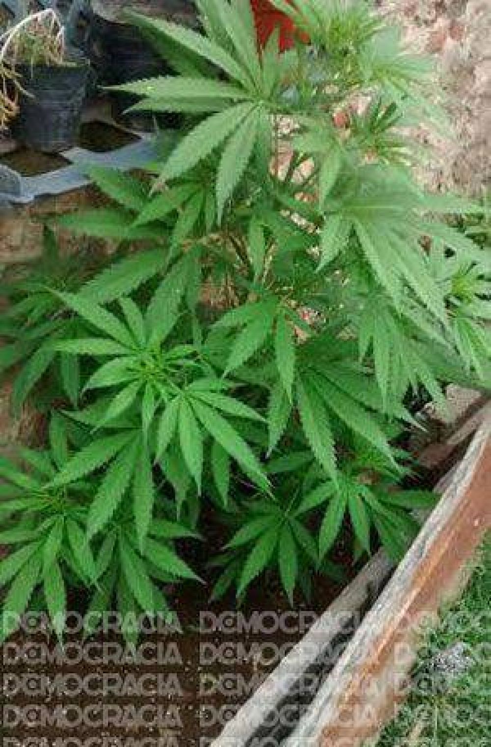 Secuestraron una planta de marihuana y elementos robados en allanamientos