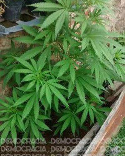 Secuestraron una planta de marihuana y elementos robados en allanamientos