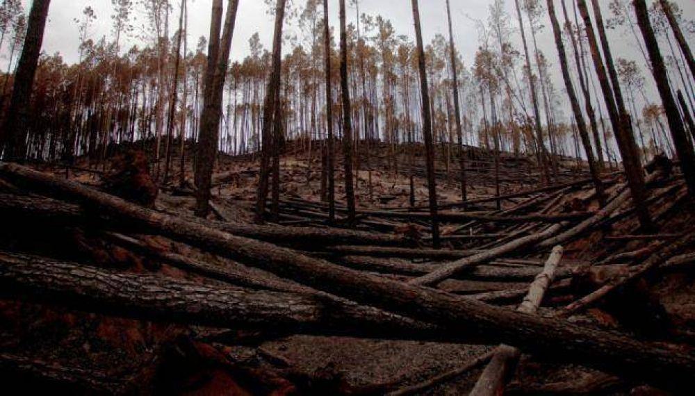 2014, entre los a�os con menos incendios en C�rdoba