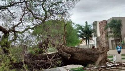 La tormenta derrib� m�s de 60 �rboles
